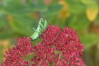 Tra il rosso e il verde Tra il rosso e il verde