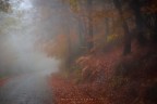 Foliage, nebbia e pioggia Foliage, nebbia e pioggia