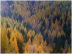 bosco autunnale all'Alpe Alba, Monte Pasubio