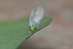 Chrysoperla carnea Chrysoperla carnea