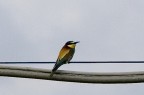 Che uccellino è? Che uccellino è?