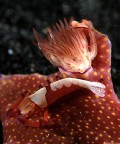 Periclemenes imperator Periclemenes imperator