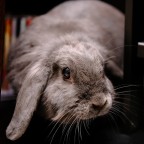 Lilly the rabbit Lilly the rabbit