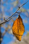 Autunno Autunno