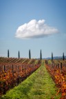 autunno in vigna autunno in vigna