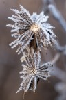 dettaglio di una mattina d'inverno dettaglio di una mattina d'inverno