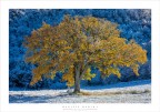 giallo&neve giallo&neve