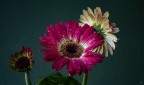 gerbera gerbera