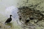 Si Nuota nel Torbido Si Nuota nel Torbido