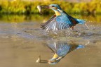 martin pescatore con riflesso martin pescatore con riflesso