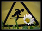 Dangerous Camomile Dangerous Camomile