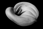 Il fiore bianco-nero Il fiore bianco-nero