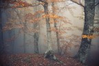 Autunno Impressionista Autunno Impressionista