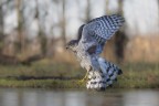 sparviere sparviere