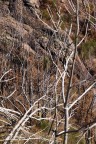 Foresta morta Foresta morta