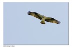 Falco Pescatore Falco Pescatore