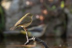 Lu�-piccolo-con-ballerina-gialla-sullo-sfondo_DSC03836