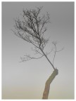 filiazione fra la nebbia filiazione fra la nebbia