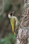 Picchio-verde_DSC08676