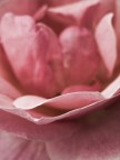 rosa1 rosa1