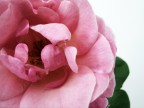 rosa2 rosa2