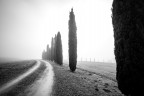 nebbia con cipressi