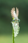 damigella damigella