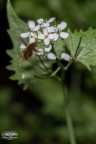 Bombylius major in volo, "rifornimento aereo" su Alliaria petiolata (aglio selvatico).