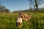 Macro_Laowa15_Apr2026_3 Macro_Laowa15_Apr2026_3