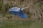 Iso400, f/5,6, 1/1250sec. a mano libera. 300mm+1,4. Commenti e critiche gradite!