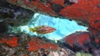 Da una finestra subacquea � apparsa una cernia dorata...