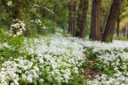 Il tappeto bianco