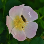 Rosa canina con ospite