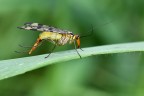 Confricazioni addominali della mosca scorpione