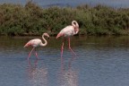 Questi due in fatto di colore rosa superavano tutti.... giuro che non l'ho accentuato.
Ivo
