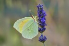 Gonepteryx rhamni
