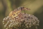 https://www.flickr.com/photos/giovanniq/55289070765/in/dateposted-public/