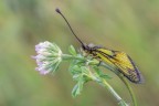 Libelloides-coccajus_DSC02144