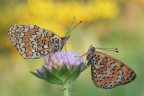 Melitaea-phoebe-e-Melitaea-didyma
