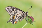 Papilio machaon