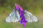 Aporia crataegi Aporia crataegi