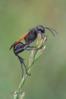 Prionyx-subfuscatus Prionyx-subfuscatus
