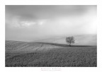 alba primaverile