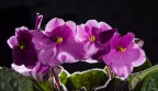 violetta africana violetta africana