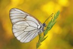 Aporia crataegi Aporia crataegi