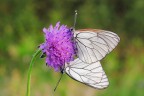 Aporia crataegi Aporia crataegi