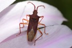 Macro1 Macro1