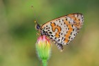 Meliatea didyma Meliatea didyma