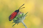 Zygaena rubicundus_DSC03619 Zygaena rubicundus_DSC03619