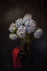 Passione Hortensia